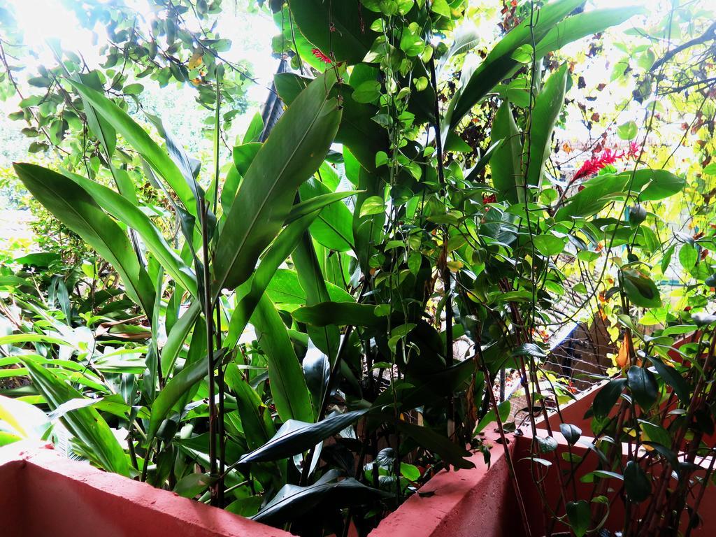 Para Ti Guesthouse Rio de Janeiro Exterior photo
